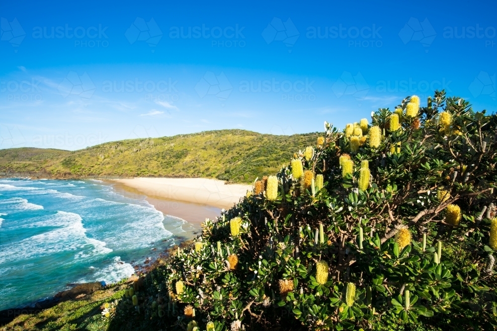 Coast Banksia and Beach - Australian Stock Image