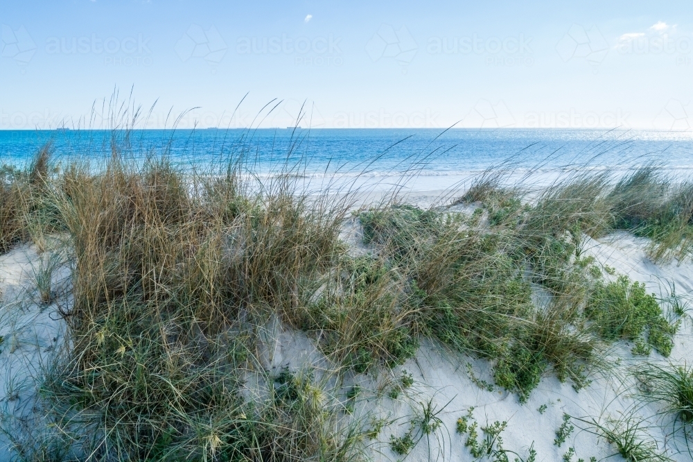 Coastal dune plants and ocean. - Australian Stock Image