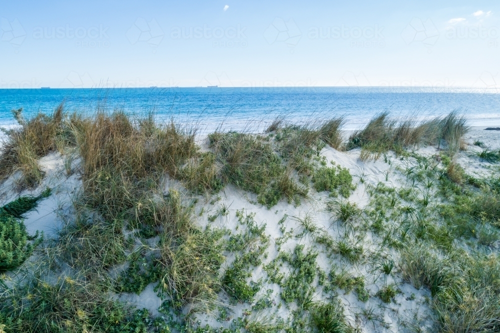 Coastal dune plants and ocean. - Australian Stock Image