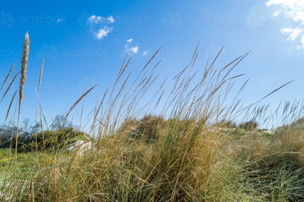 Coastal dune plants under a sunny sky. - Australian Stock Image