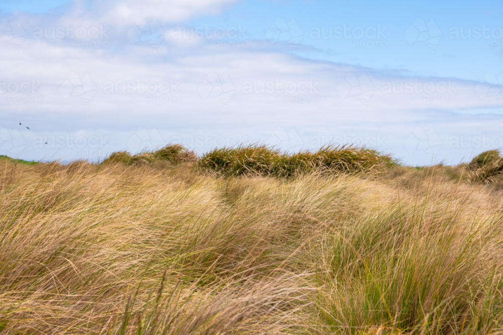 Coastal grass on cloudy day - Australian Stock Image