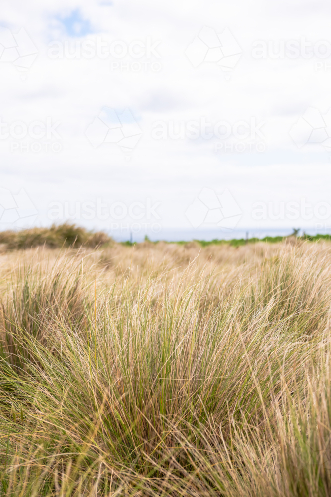 Coastal grass on cloudy day - Australian Stock Image