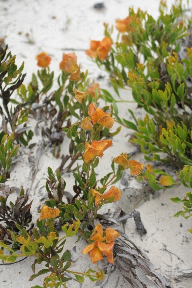 Coastal ground cover - Australian Stock Image