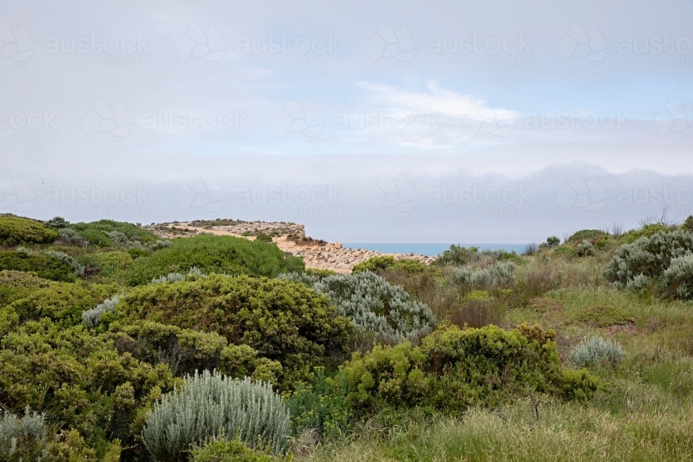 coastal landscape surrounded by shrubbery and grasses - Australian Stock Image