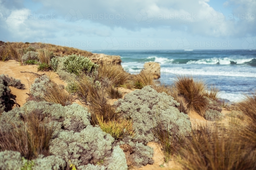 Coastal plants and grasses growing along coast - Australian Stock Image