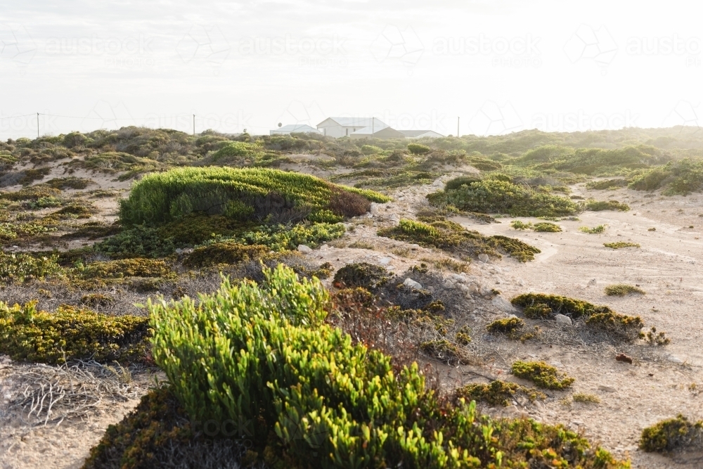 Coastal shrubs with house in background - Australian Stock Image