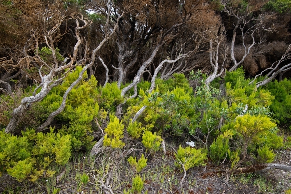 Coastal trees and shrubs are bent over and shaped by the winds from the Southern Ocean - Australian Stock Image