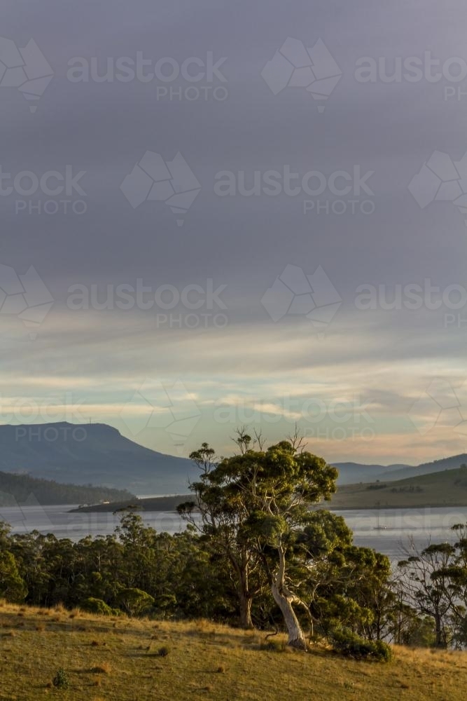 Coastline at sunrise, with gumtree in foreground and Mount Wellington in Background - Australian Stock Image