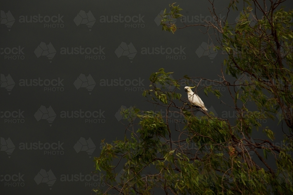 Cockatoo bird on a gum tree branch with green leaves against stormy sky - Australian Stock Image