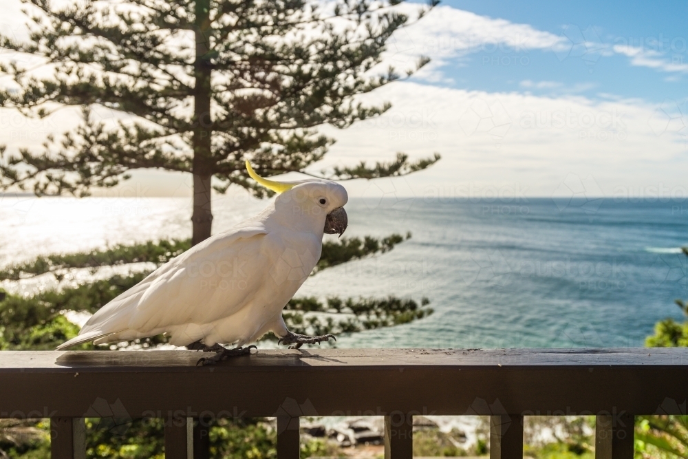 cockatoo on balcony at beach house - Australian Stock Image