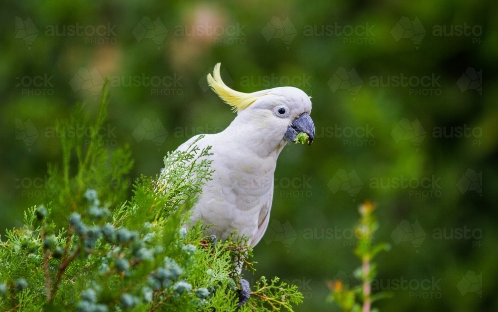 Cockatoo perched in a tree eating pine nuts - Australian Stock Image