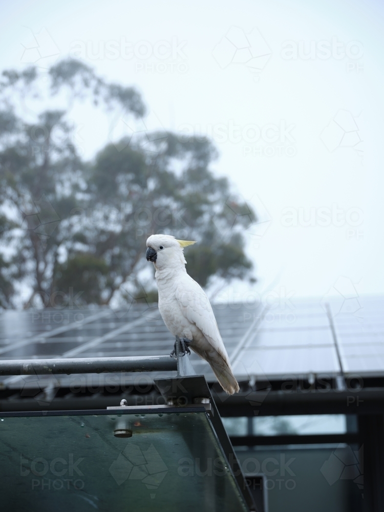 Cockatoo perched next to solar-panelled roof - Australian Stock Image