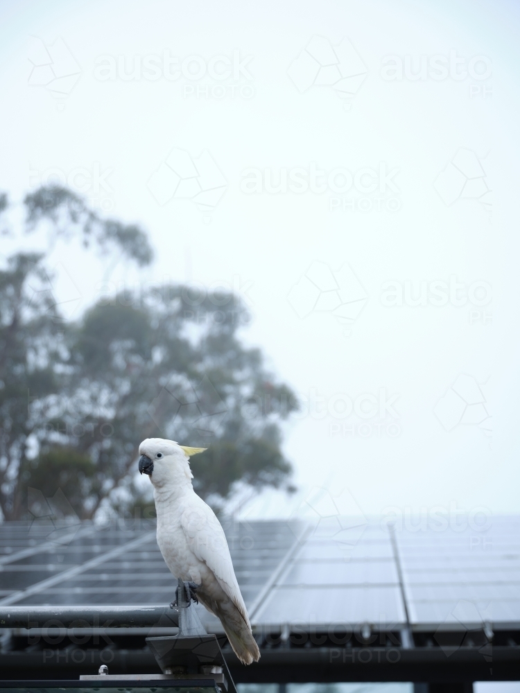 Cockatoo perched next to solar-panelled roof - Australian Stock Image