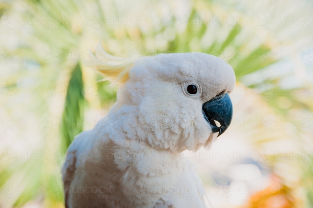 Cockatoo, Whitsunday Islands, Queensland - Australian Stock Image