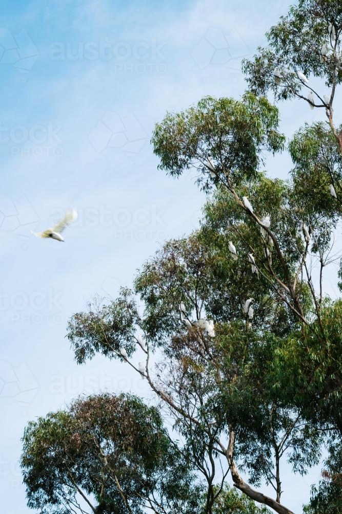 cockatoos in tree - Australian Stock Image