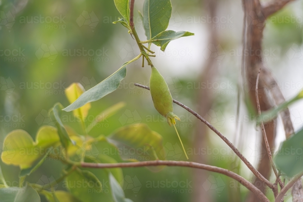 Cocky Apple - Australian Stock Image