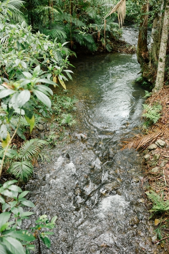 Coffs Harbour rainforest creek - Australian Stock Image