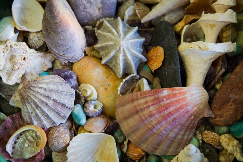 Collection of different shells - Australian Stock Image