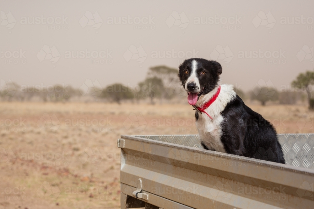 Collie working dog with red collar in car - Australian Stock Image