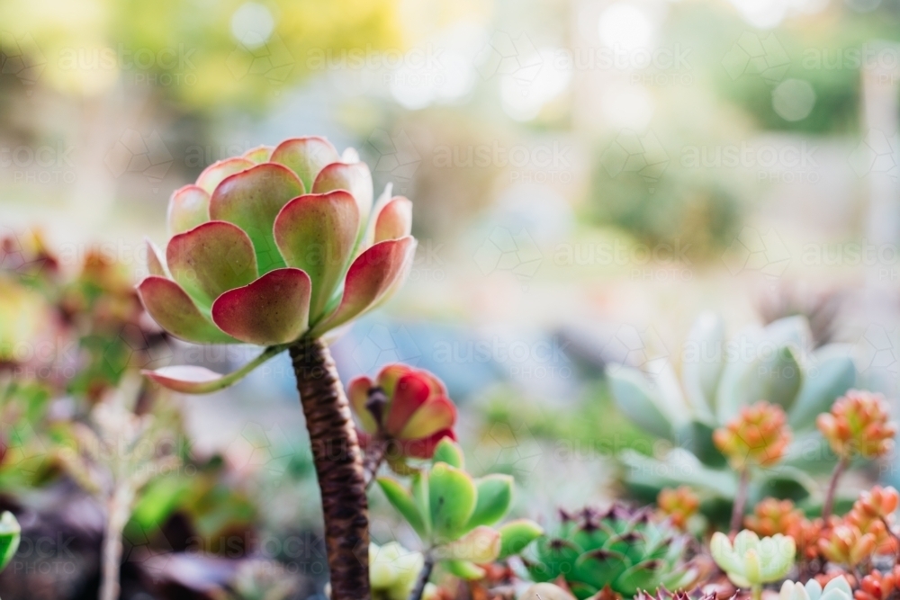 Colorful succulents growing on the ground. - Australian Stock Image