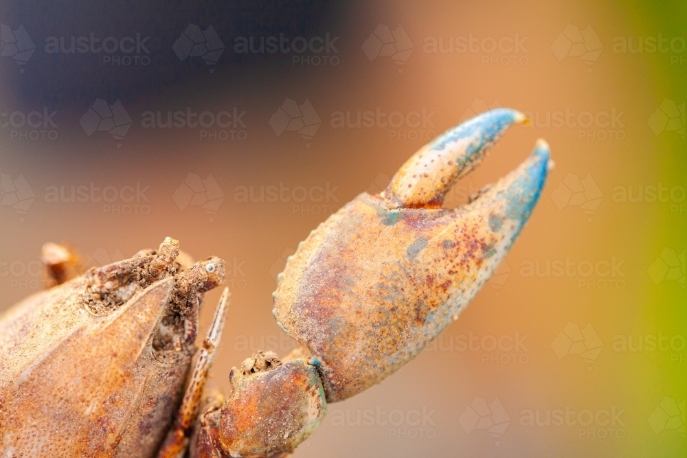 Colourful claw and shell of yabby - Australian Stock Image