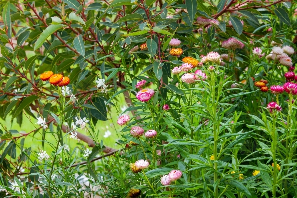 Colourful everlasting daisy wildflowers in front of dwarf gum tree. - Australian Stock Image