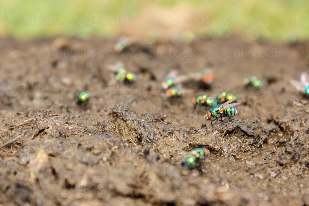 Colourful flies on a fresh cow pat - Australian Stock Image