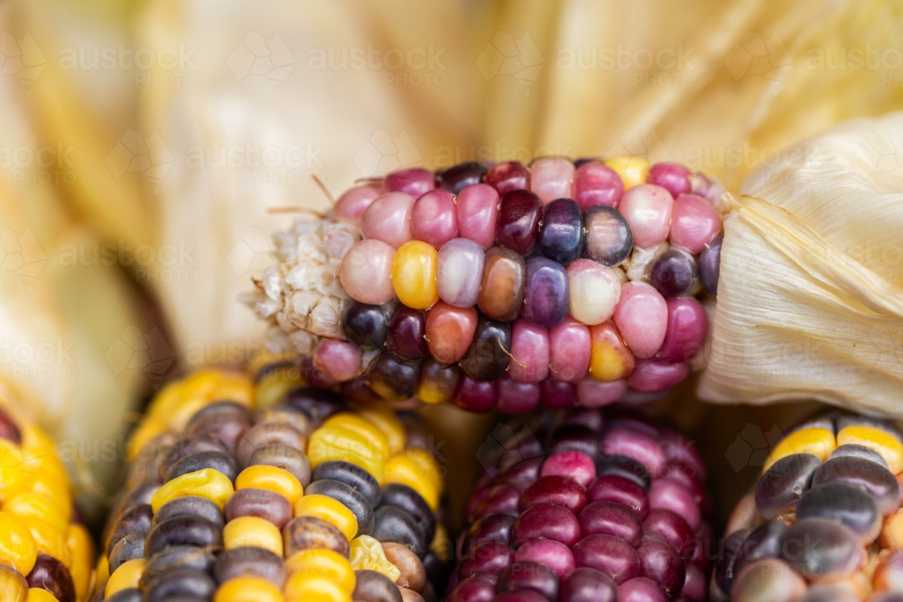 colourful heirloom popping corn with yellow pink and purple kernels freshly harvested from garden - Australian Stock Image