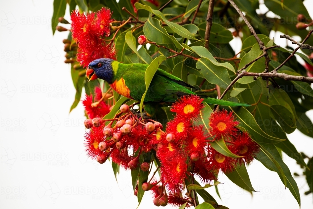 Colourful Rainbow Lorrikeet with brilliant red gum flowers and white background - Australian Stock Image