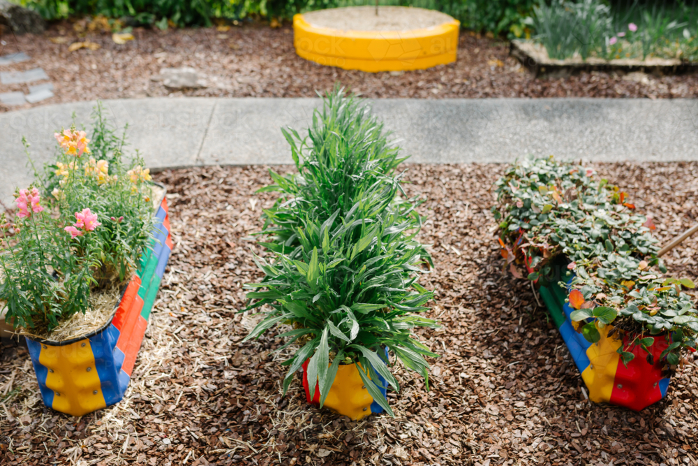 Colourful raised flower beds with variety of spring flowers. - Australian Stock Image