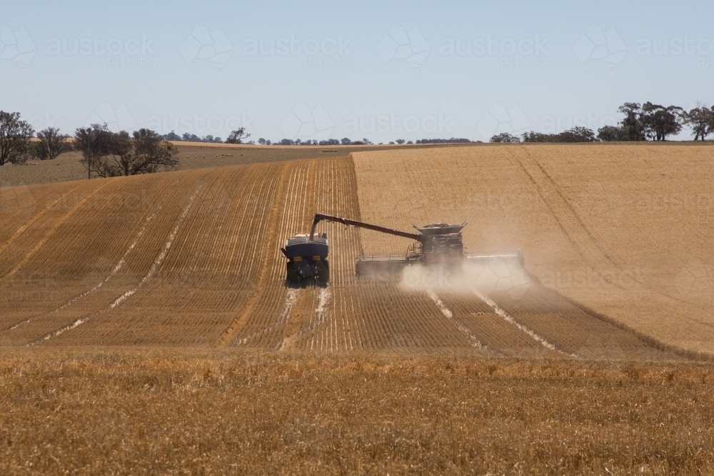 combine harvester and chase bin harvesting wheat - Australian Stock Image