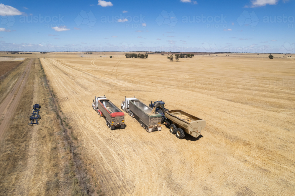 Combine harvester loading grains into transport trucks. - Australian Stock Image