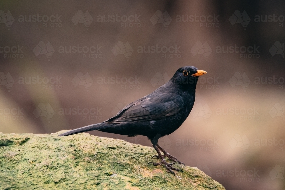 Common Blackbird - Australian Stock Image