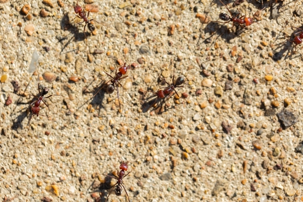 Concrete footpath close up covered in ants - Australian Stock Image