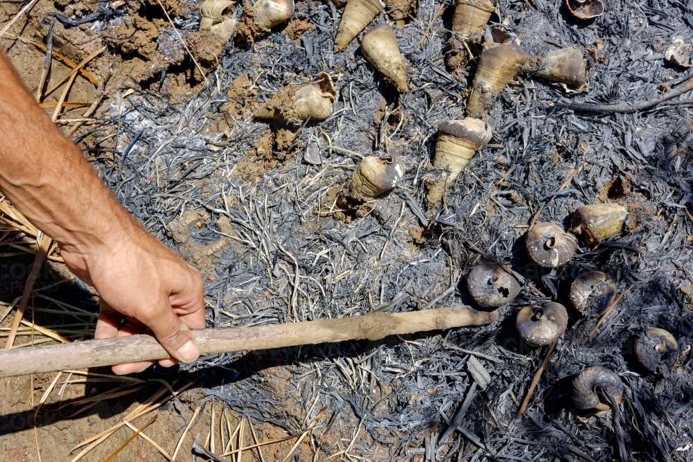 Cooking mud whelks in ash in gladstone - Australian Stock Image