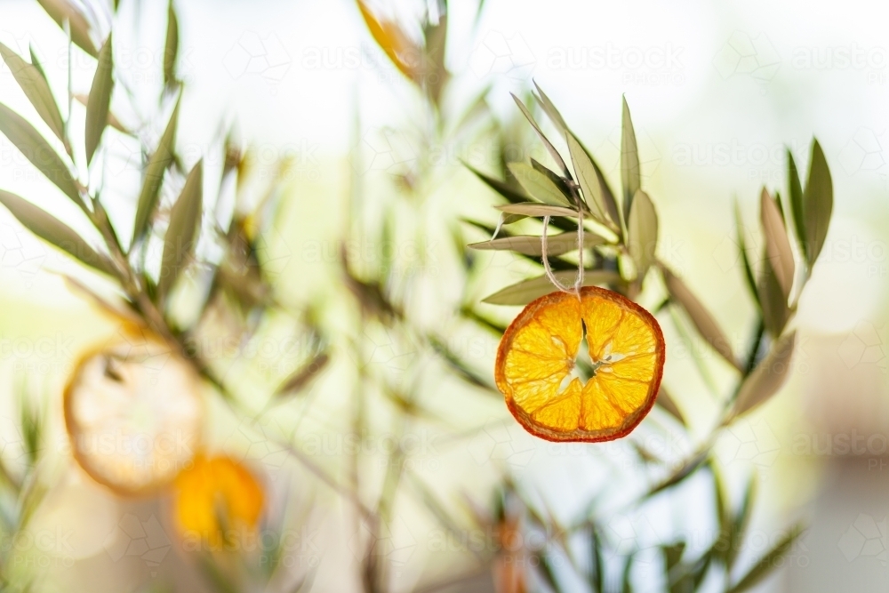 copy space beside dried orange slice decoration hanging on olive tree - Australian Stock Image