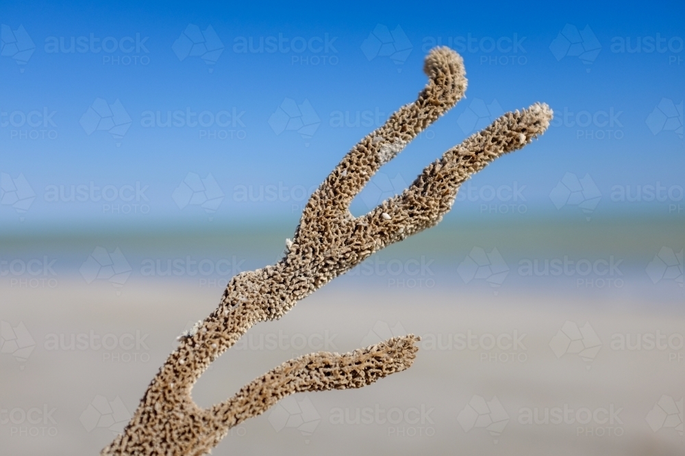 Coral against beach and sky background - Australian Stock Image