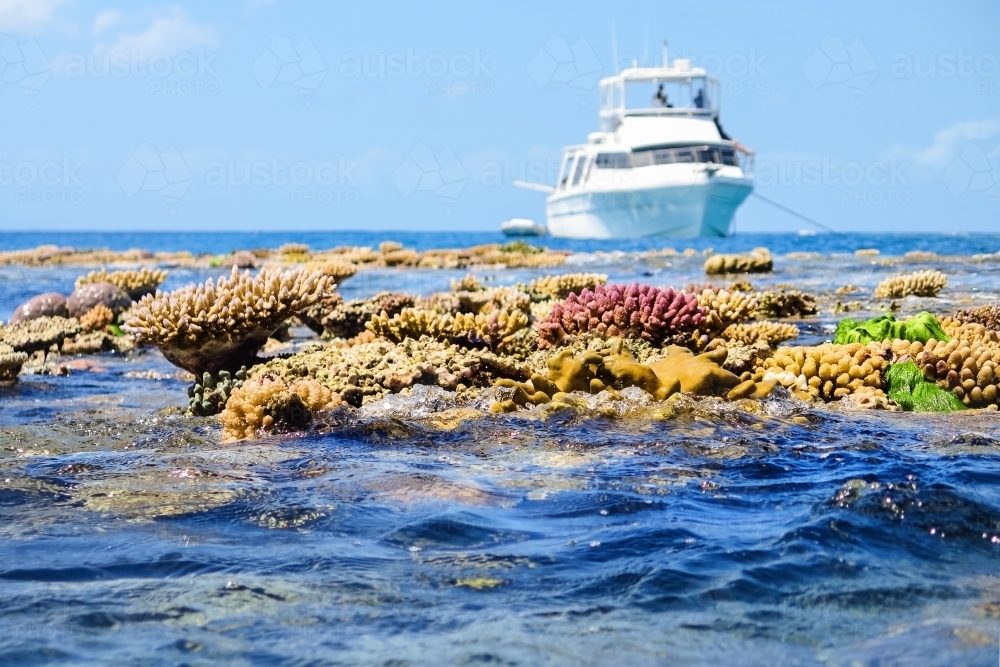 coral reef above water - Australian Stock Image