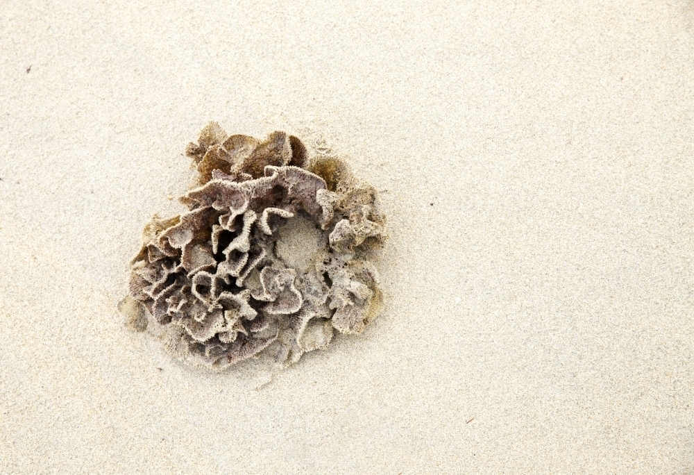 Coral washed up on a sandy beach - Australian Stock Image