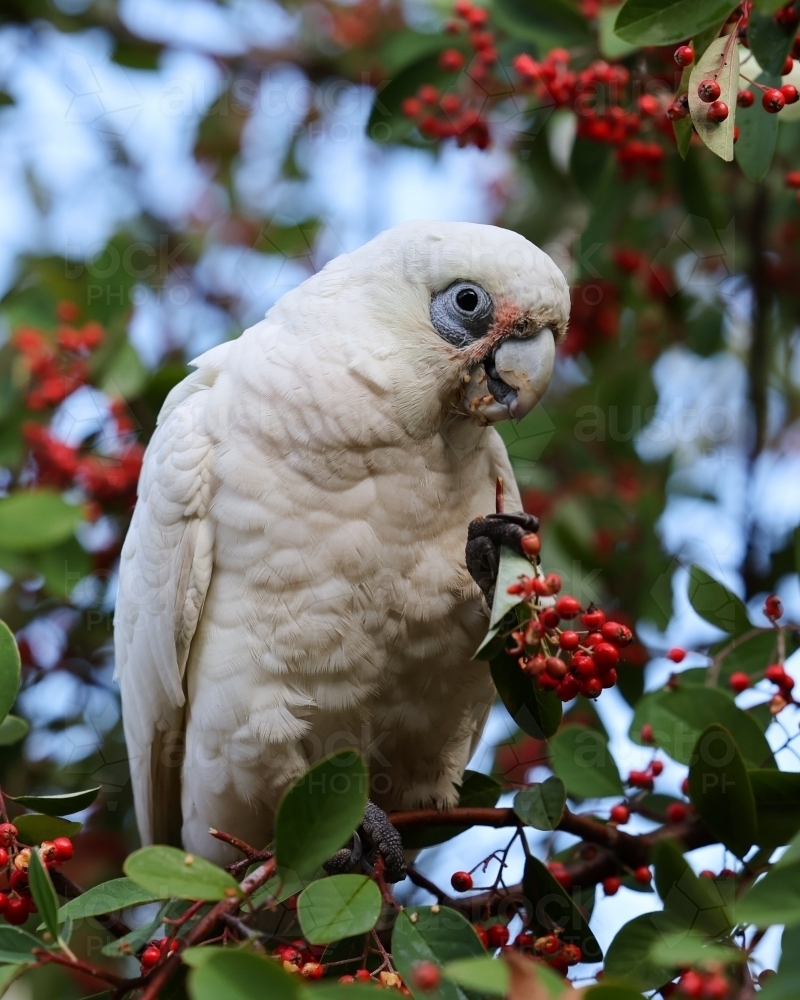 Corella - Australian Stock Image