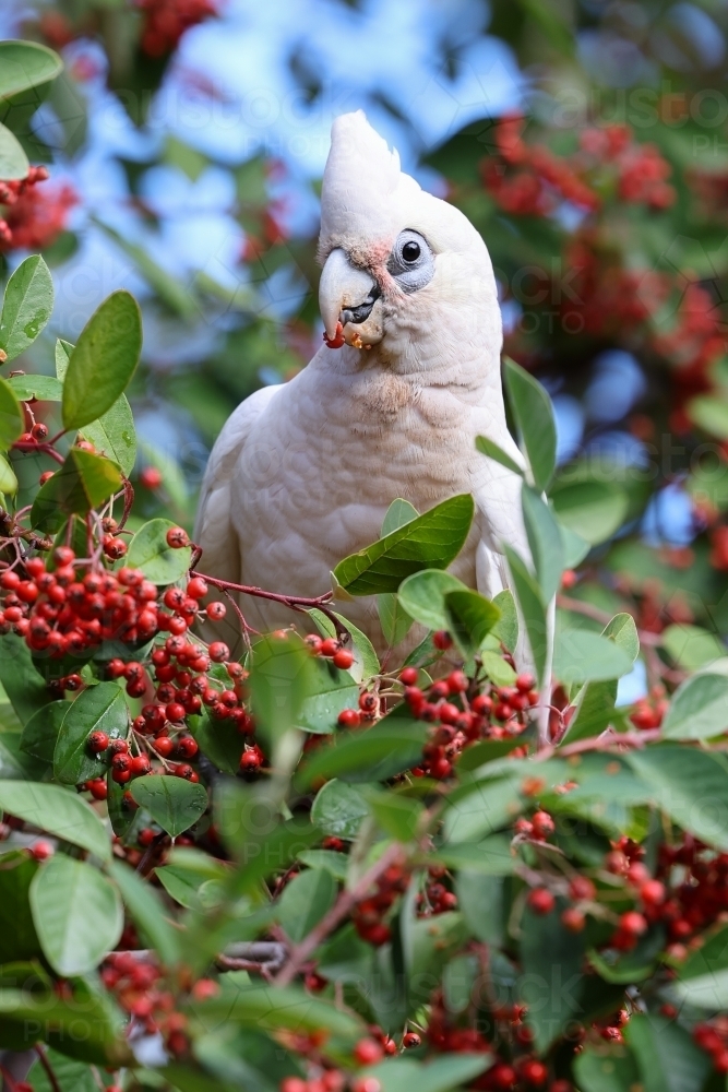 Corella - Australian Stock Image