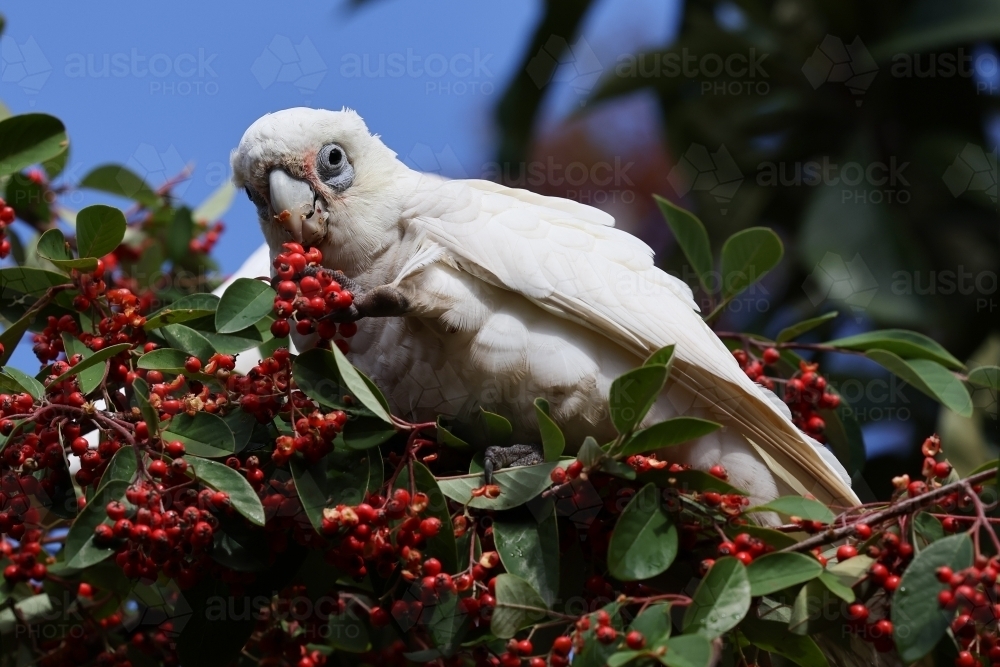 Corella Feeding in a Tree - Australian Stock Image