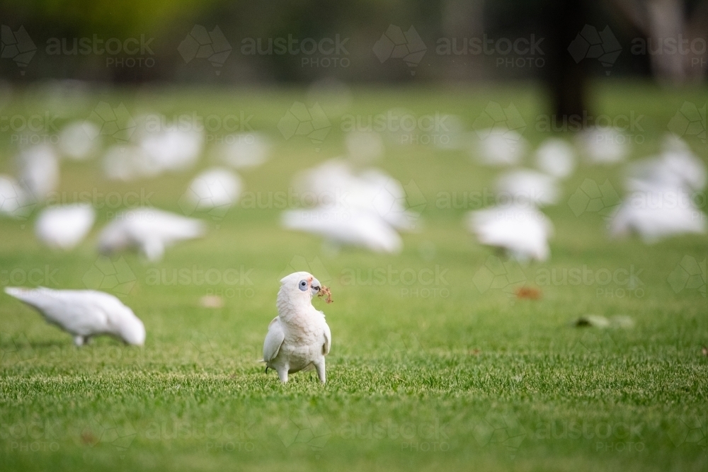 Corella holding leaf in its beak on sporting field - Australian Stock Image