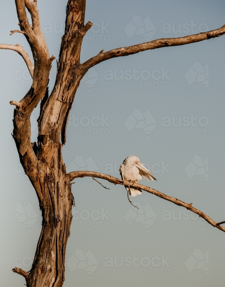 Corella in a dead tree preening - Australian Stock Image