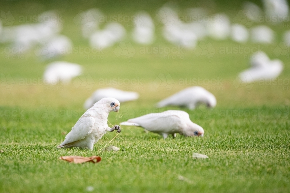 Corellas feeding on sporting field - Australian Stock Image