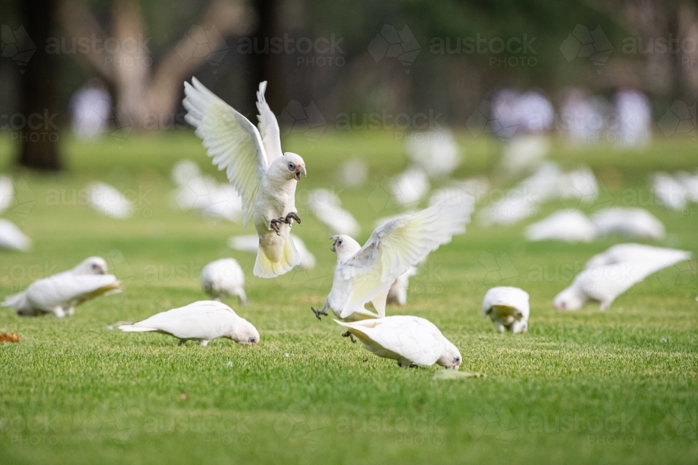 Corellas fight on sporting field - Australian Stock Image