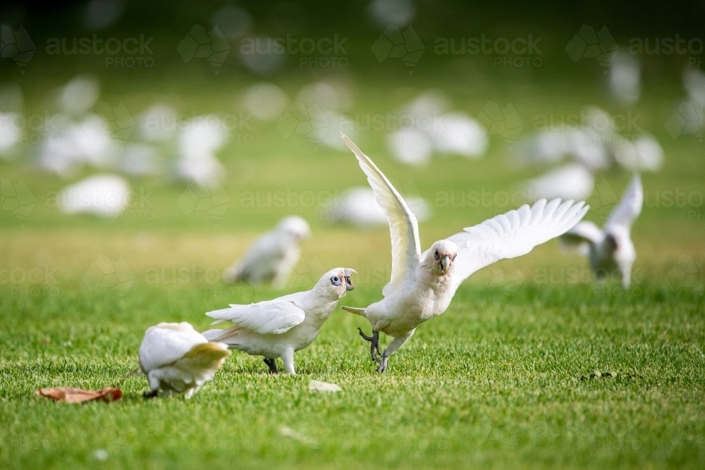 Corellas fight on sporting field - Australian Stock Image