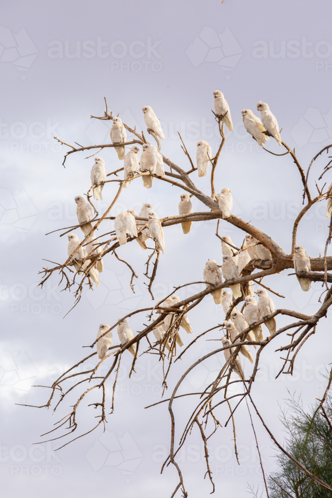 Corellas perched on the branches of a dead tree - Australian Stock Image