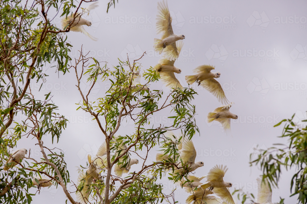 Corellas taking flight from a gum tree - Australian Stock Image