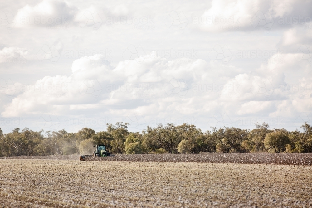 Cotton stubble being mulched - Australian Stock Image